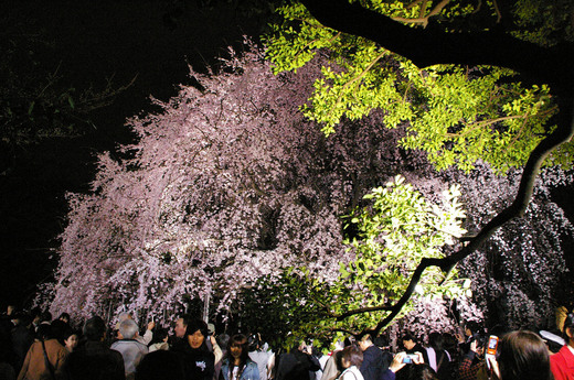 桜 1 緑.jpg