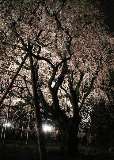 桜 2 幹.jpg