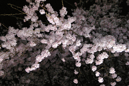 桜 3 俶・.jpg