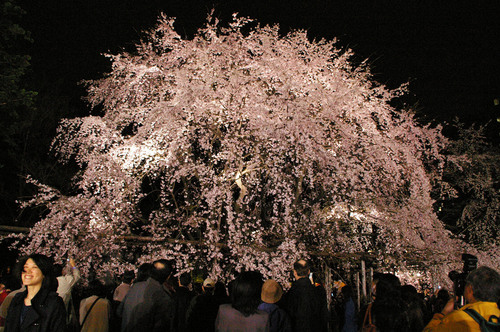 桜 正面 4.jpg