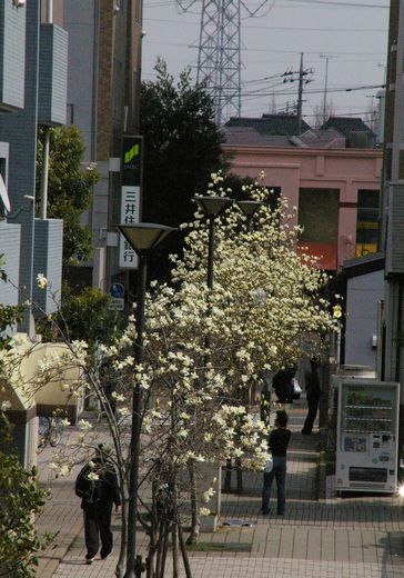 花 全部 1.jpg